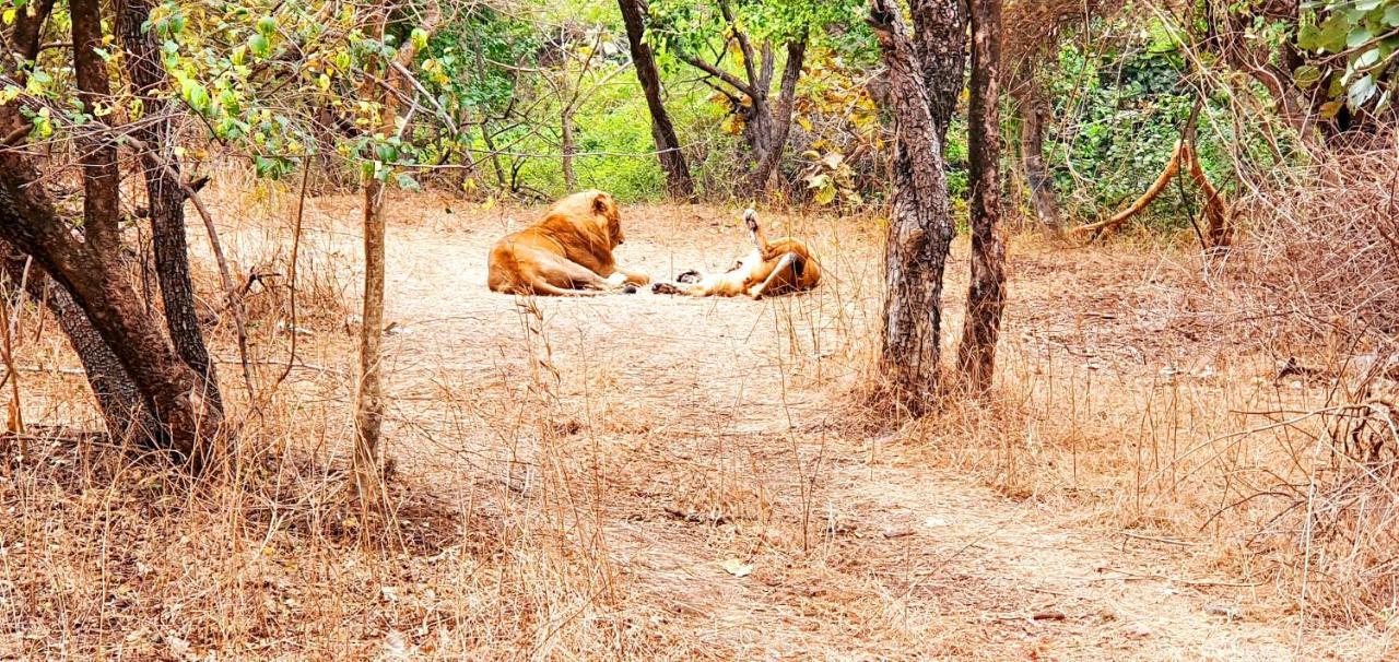 The Wilds Villa Gir Jungle Stay With Swimming Pool Sasan Gir Buitenkant foto